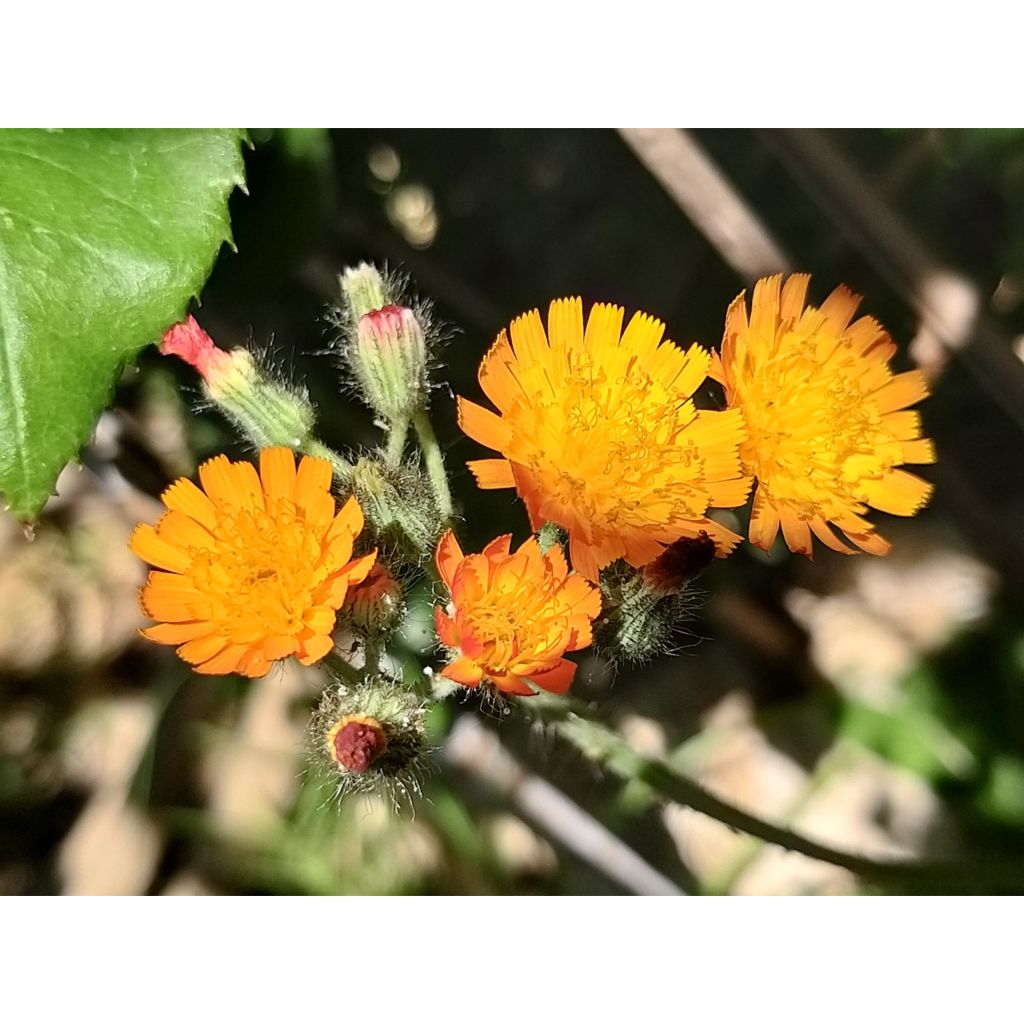 Hieracium aurantiacum