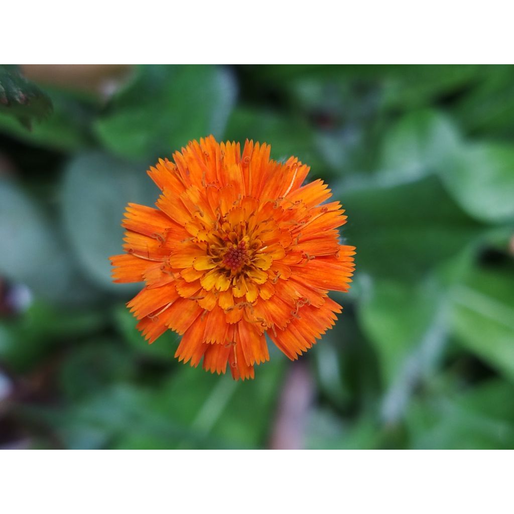 Hieracium aurantiacum