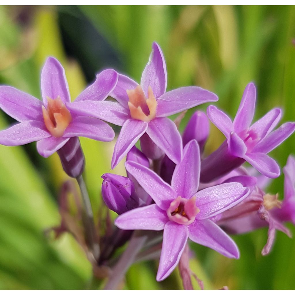 Tulbaghia violacea var. maritima x simmleri Himba