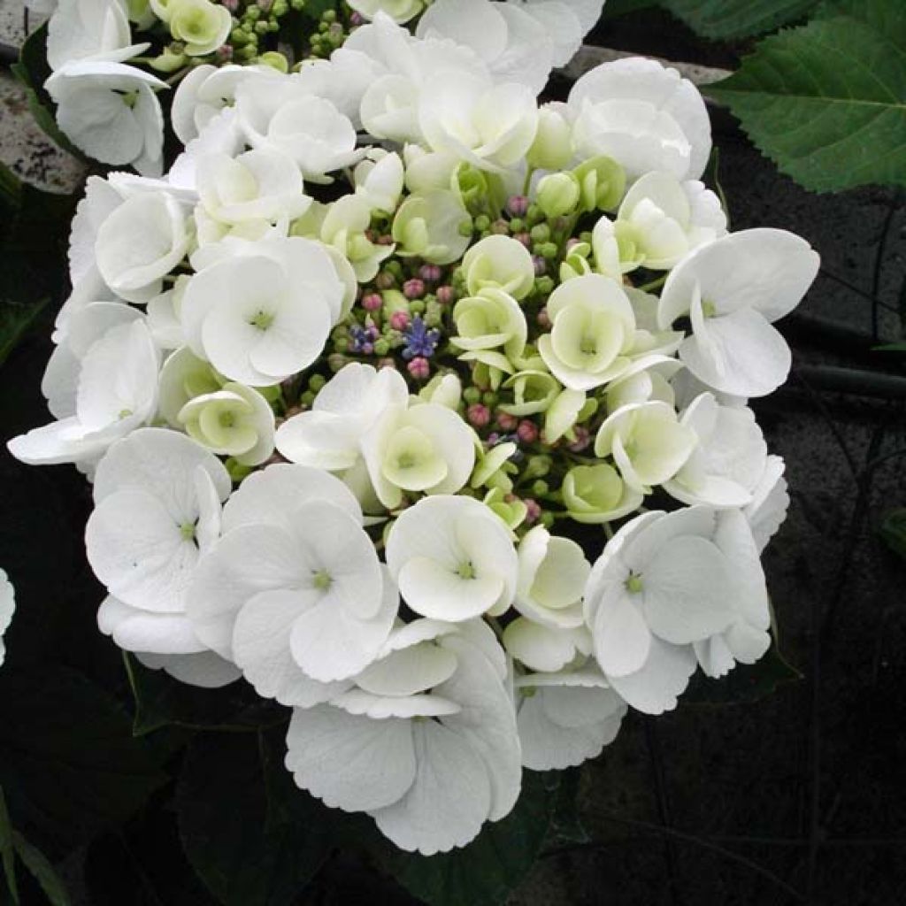 Hydrangea macrophylla Libelle