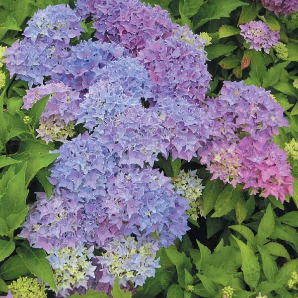 Hydrangea macrophylla Tovelit