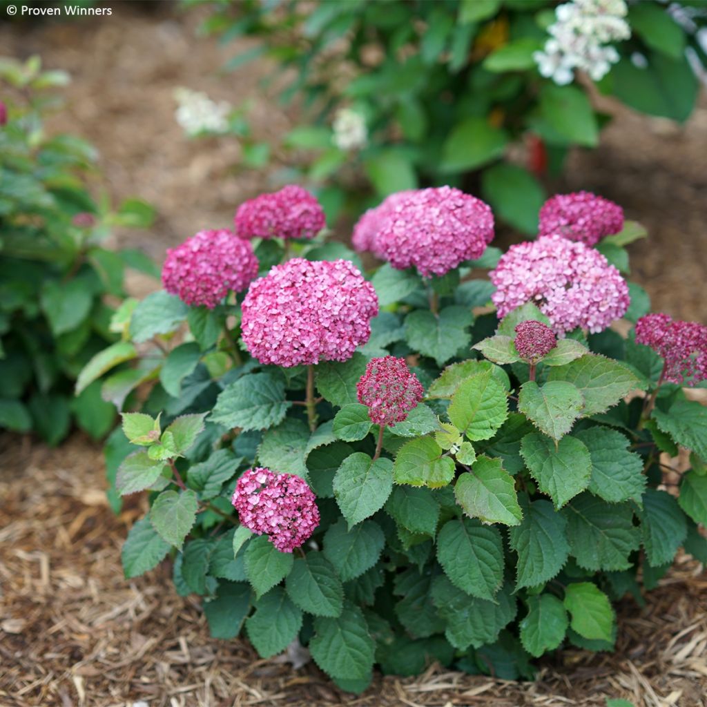 Hortensia arborescens BellaRagazza Mauvette