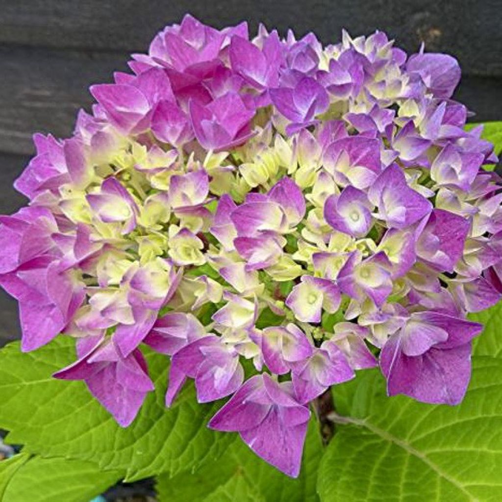 Hortensia 'Flair & Flavours' Sweet Cupcake