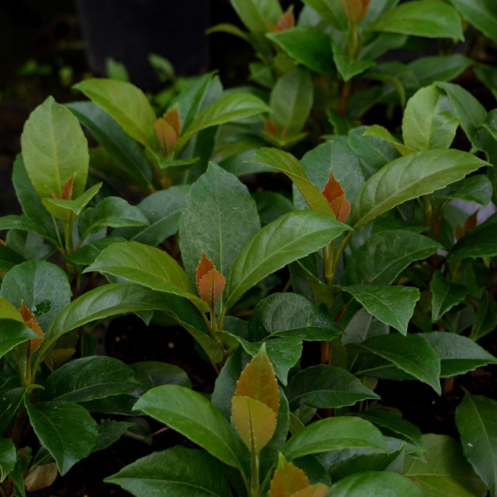 Hydrangea seemanii - Climbing Hydrangea