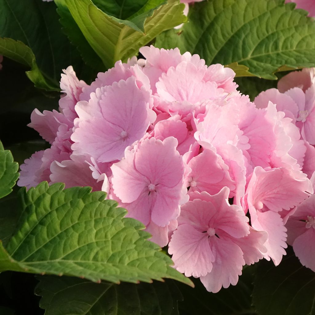 Hydrangea macrophylla Everbloom Pink Wonder- Mophead Hydrangea
