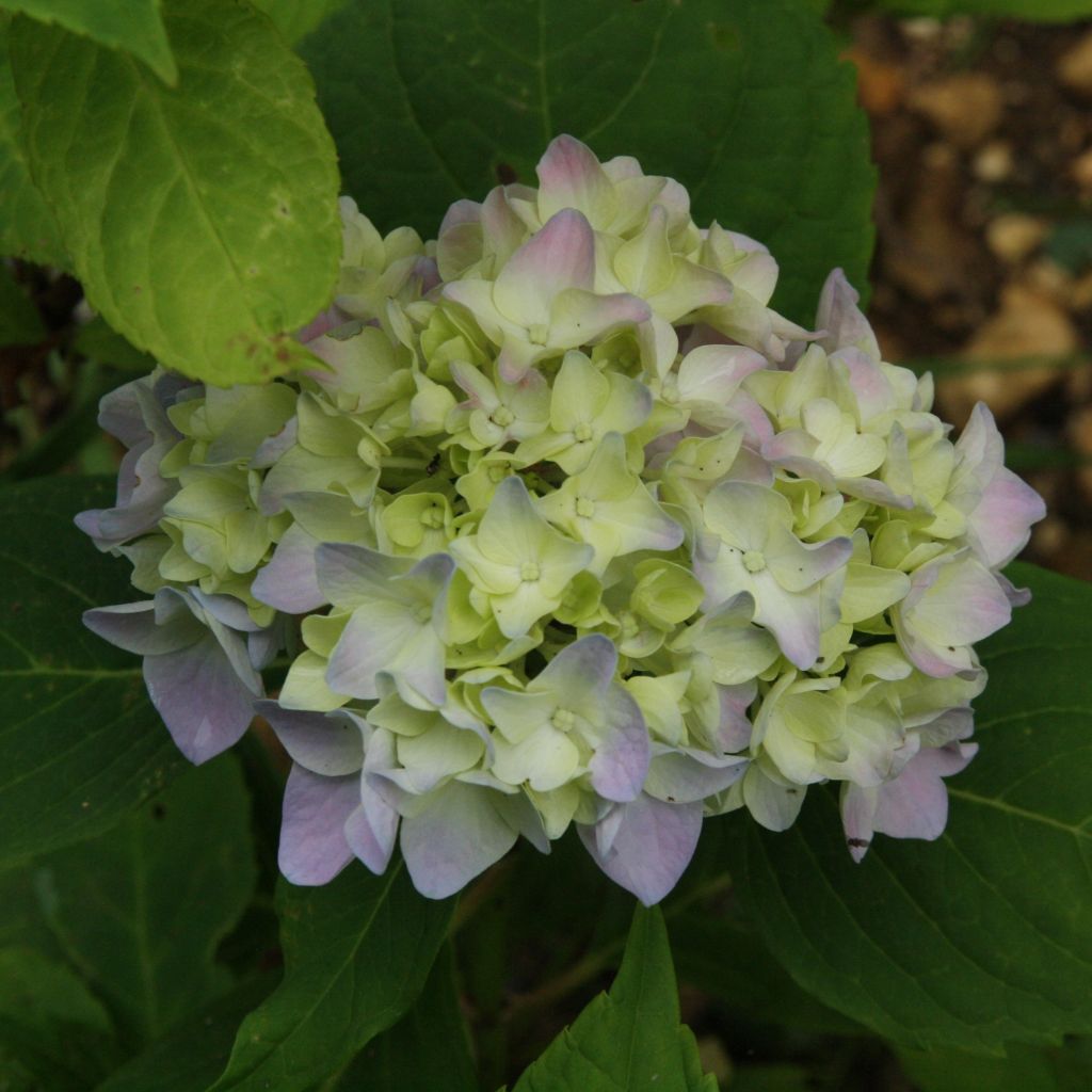 Hydrangea macrophylla Generale Vicomtesse de Vibraye