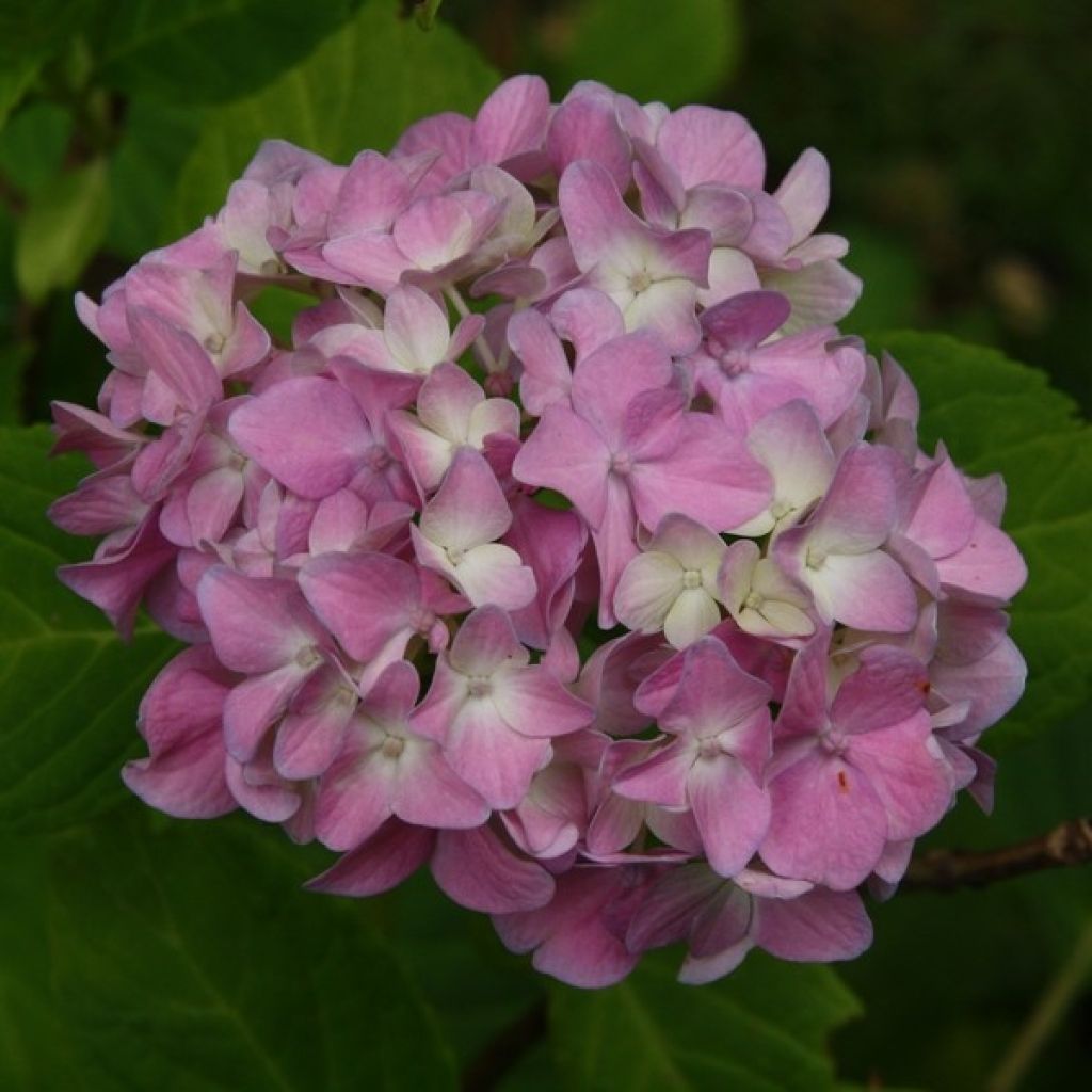 Hydrangea macrophylla Generale Vicomtesse de Vibraye