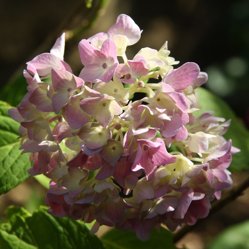 Hydrangea macrophylla Generale Vicomtesse de Vibraye