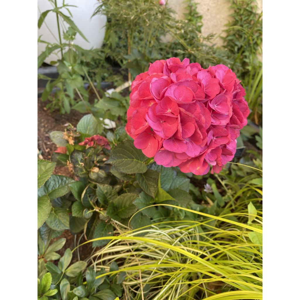 Hydrangea macrophylla Julisa