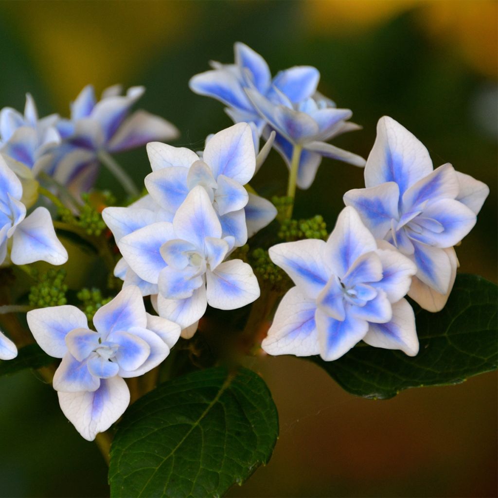 Hortensia - Hydrangea macrophylla Star Gazer Bleu