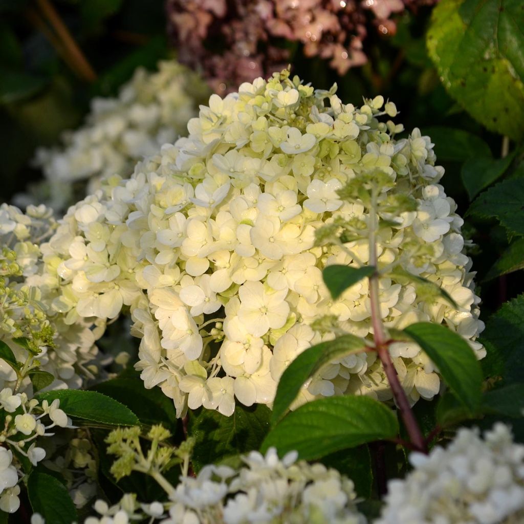 Hydrangea paniculata Bobo