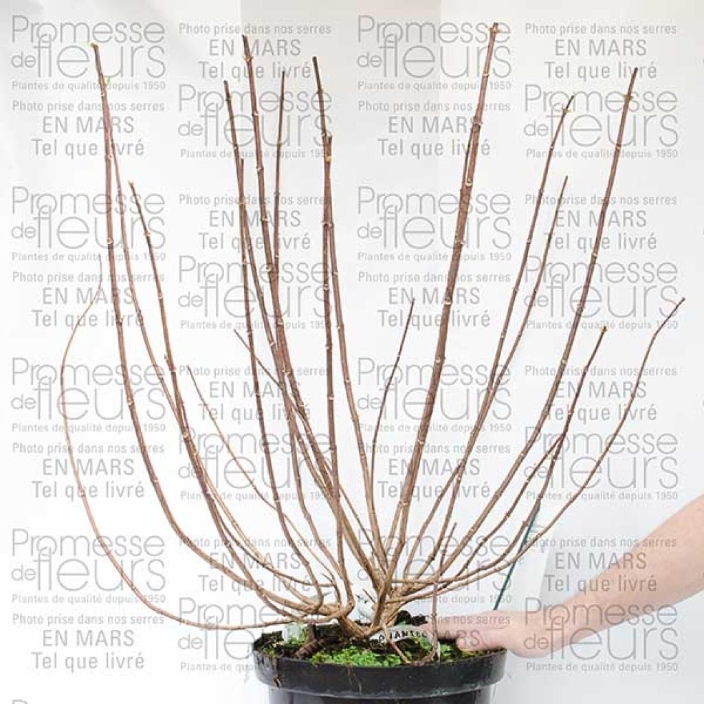 Hydrangea paniculata Phantom - Panicle Hydrangea
