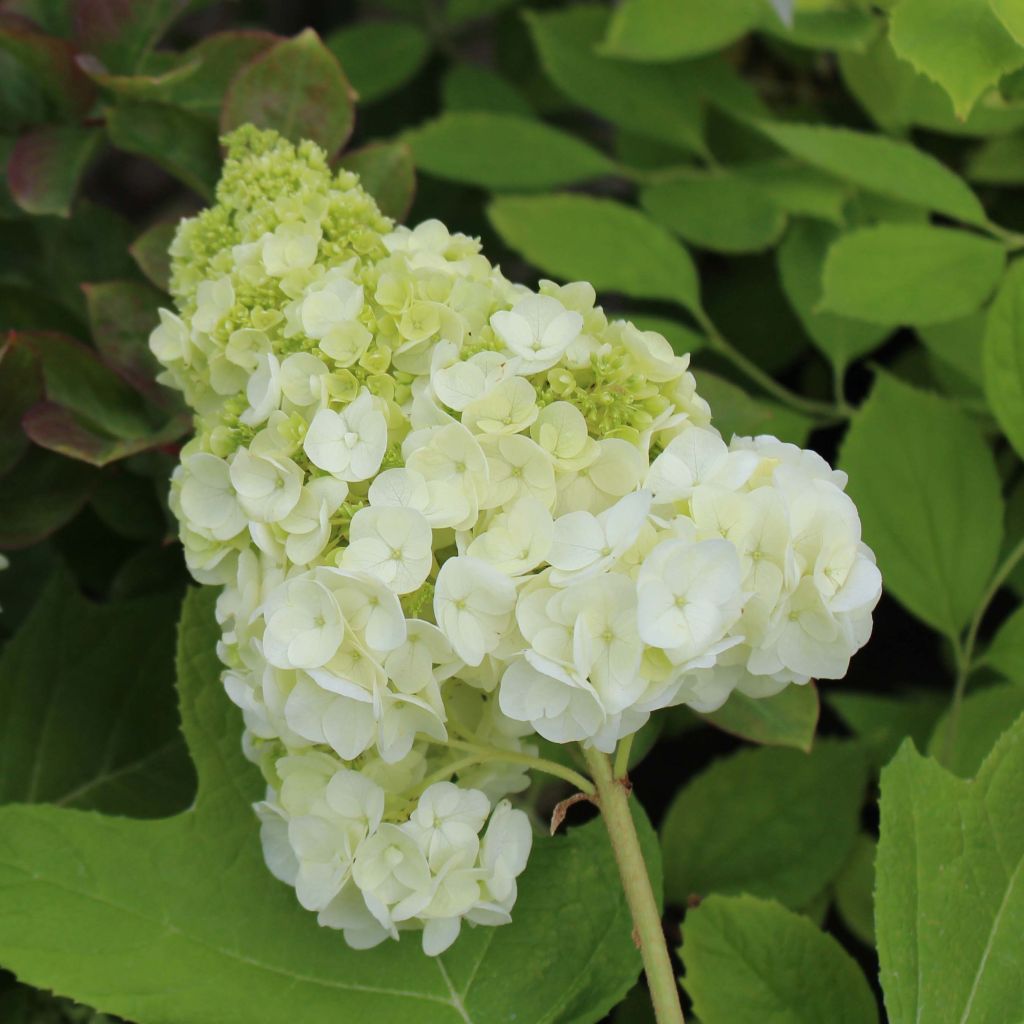 Hydrangea quercifolia Harmony