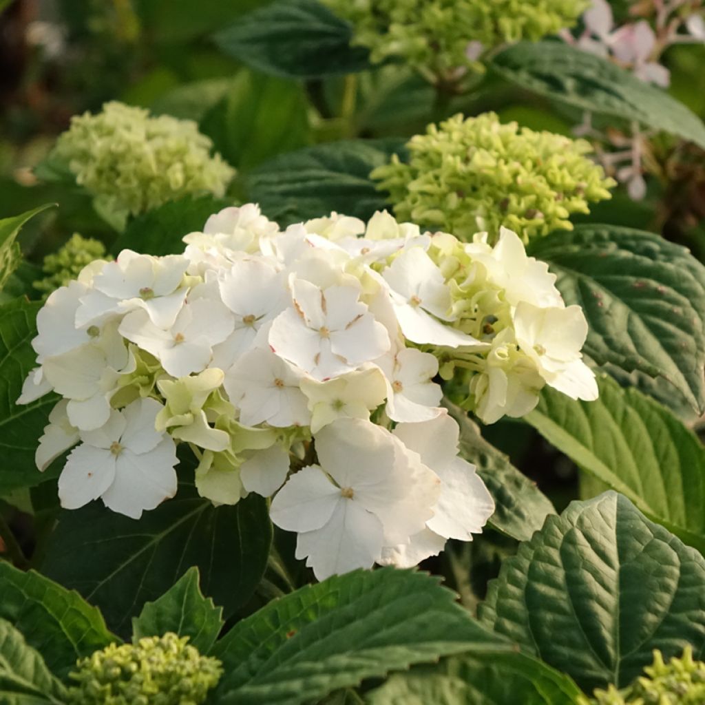 Hydrangea serrata Impératrice Eugénie - Mountain Hydrangea