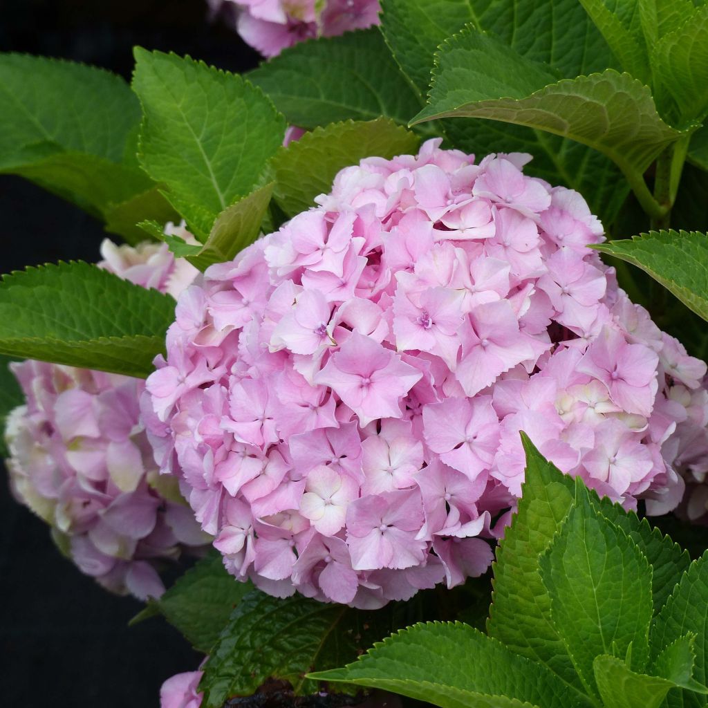 Hydrangea macrophylla Magical Harmony