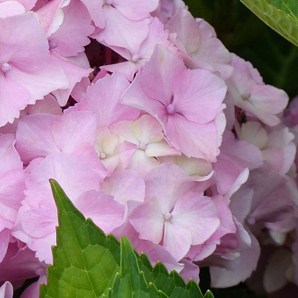 Hydrangea macrophylla Magical Harmony