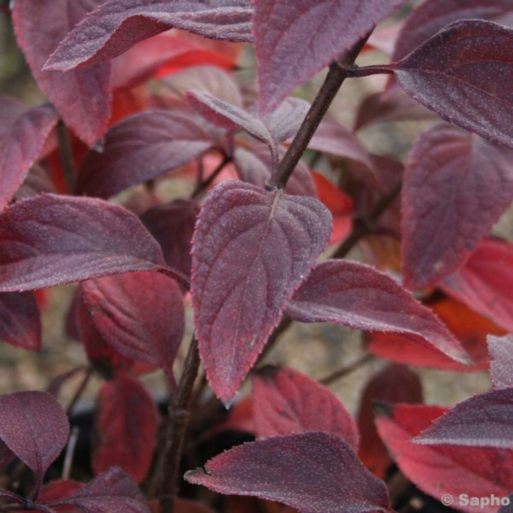 Hydrangea paniculata Diamant Rouge