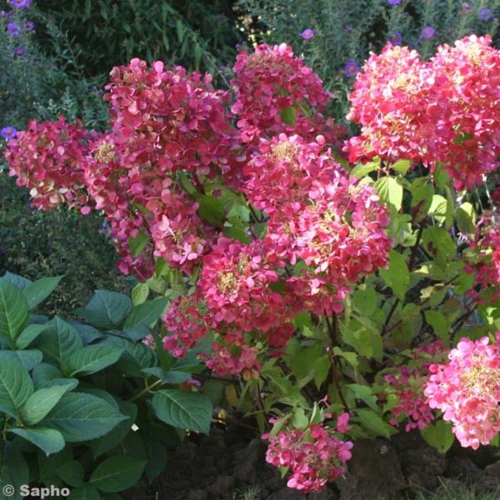 Hydrangea paniculata Diamant Rouge