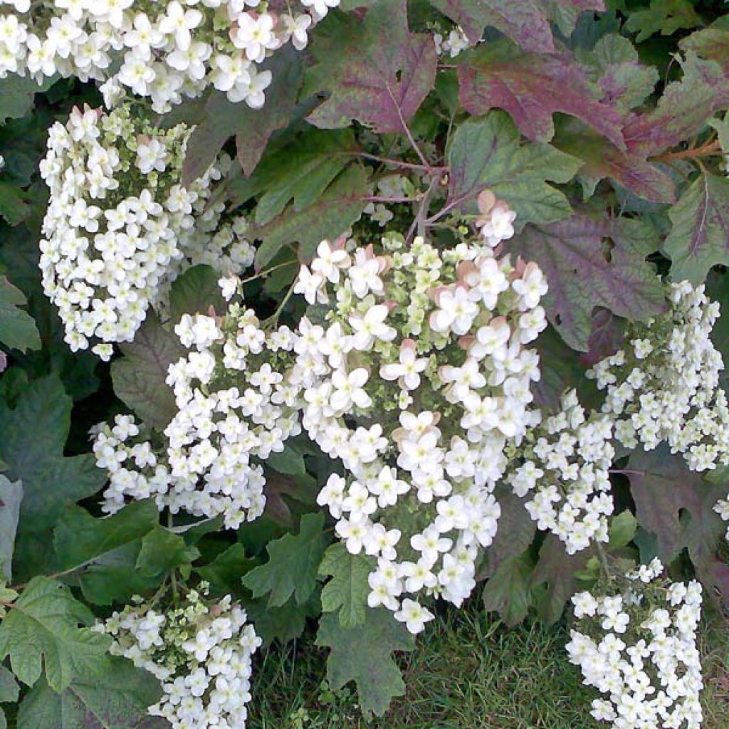 Hydrangea quercifolia Applause