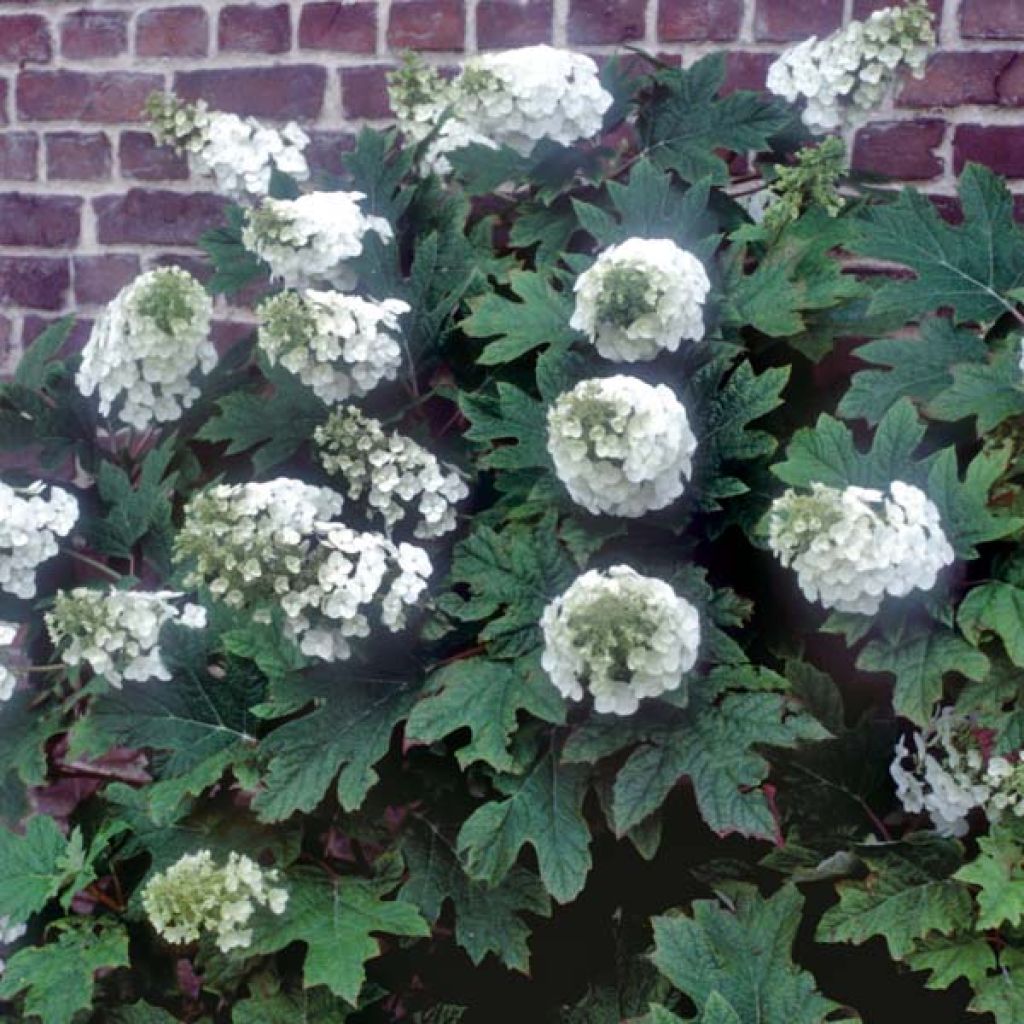 Hortensia - Hydrangea quercifolia Applause