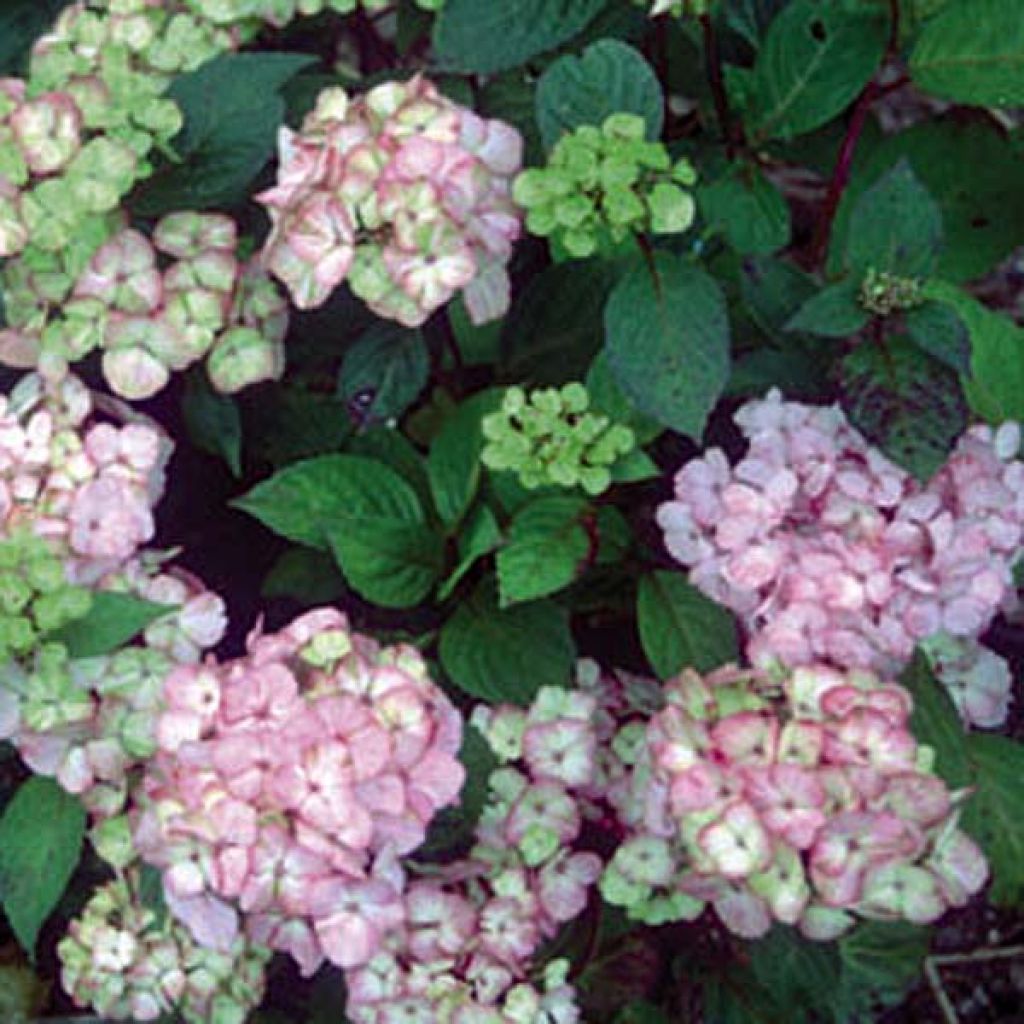 Hydrangea serrata Precioza