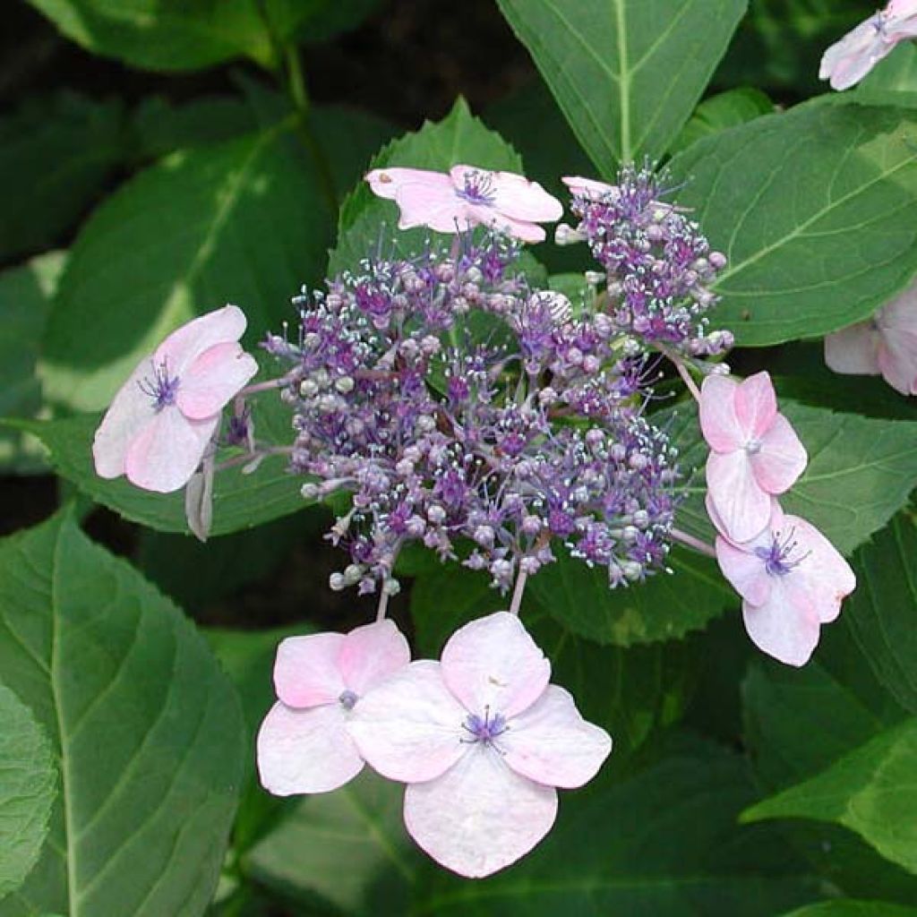 Hydrangea serrata Tiara