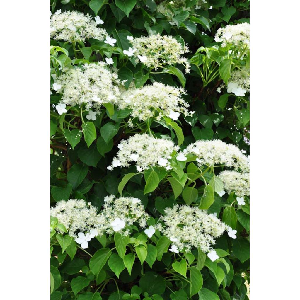 Hydrangea anomala subsp. petiolaris- Climbing Hydrangea