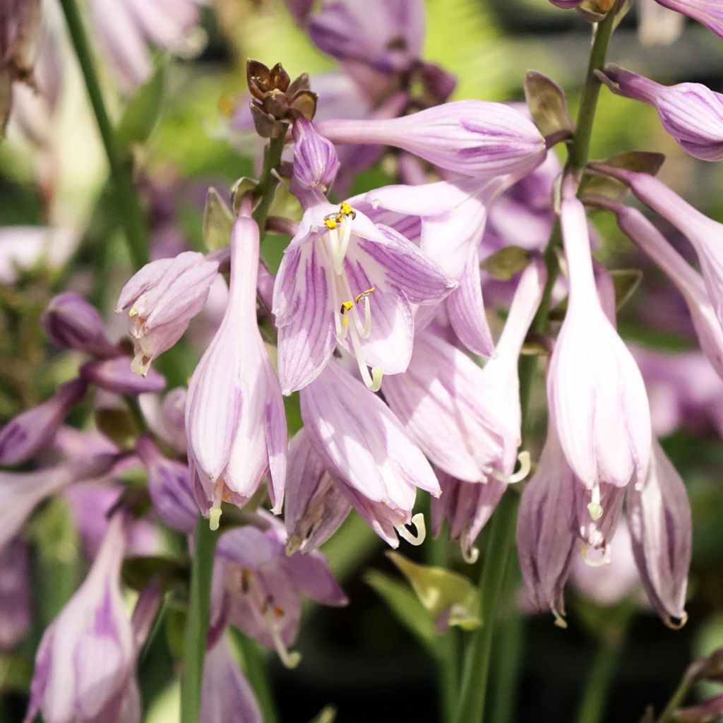 Hosta Blue Cadet