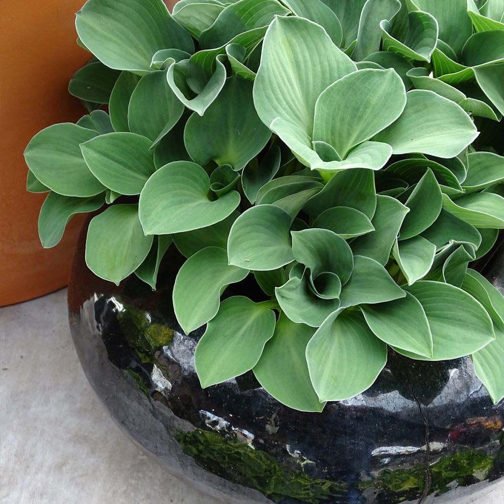 Hosta Blue Mouse Ears