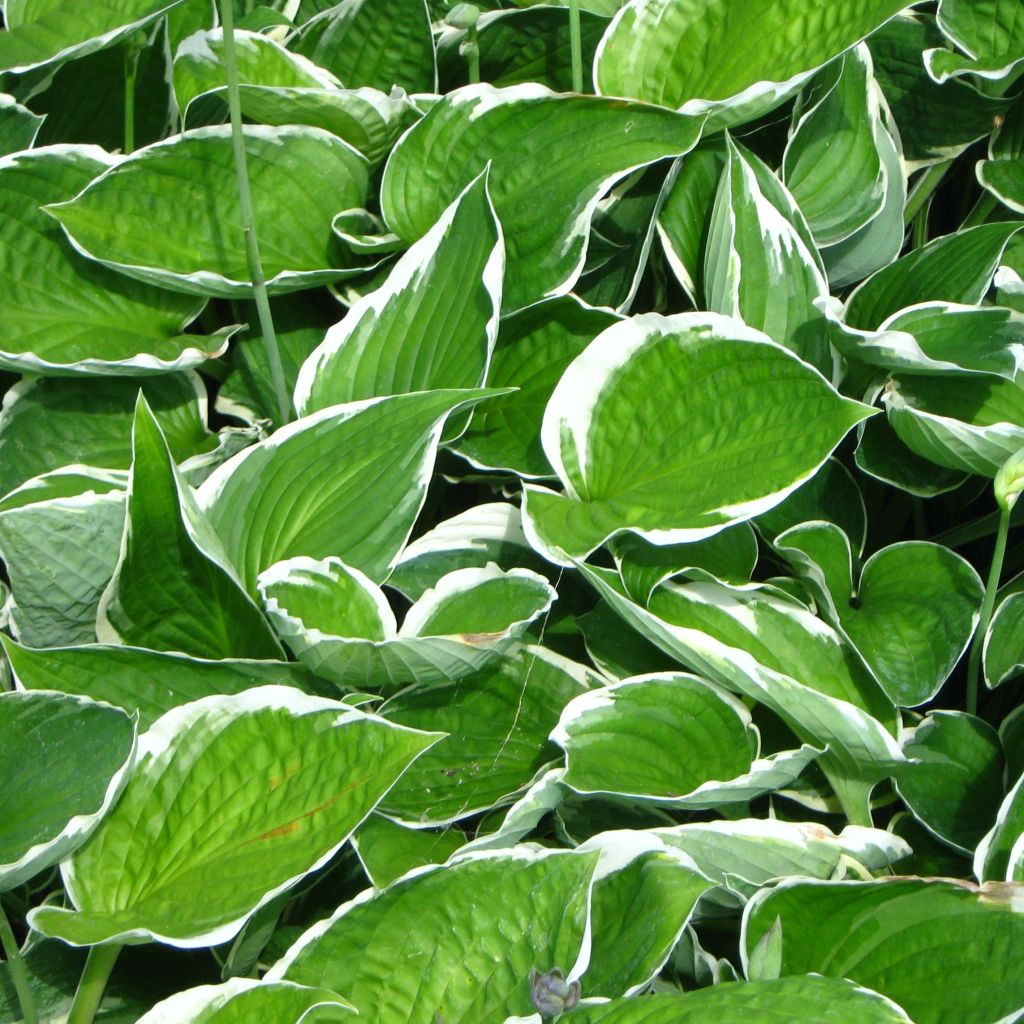 Hosta fortunei Francee