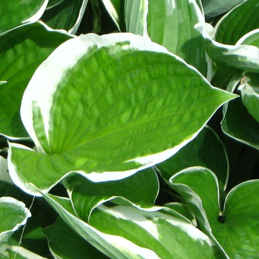 Hosta fortunei Francee