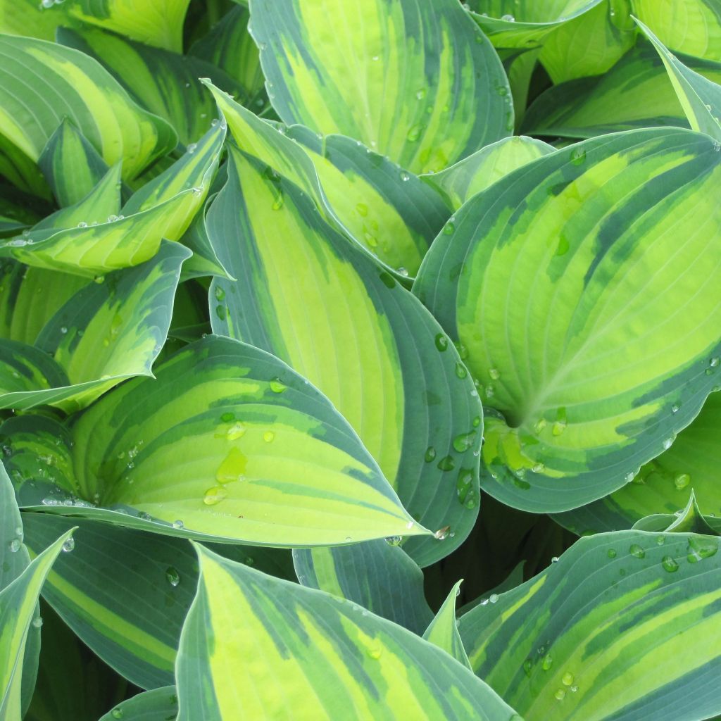 Hosta June