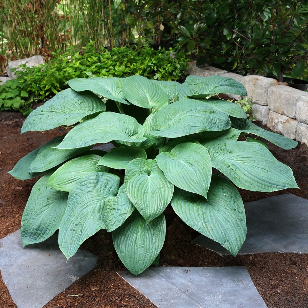 Hosta Jurassic Park