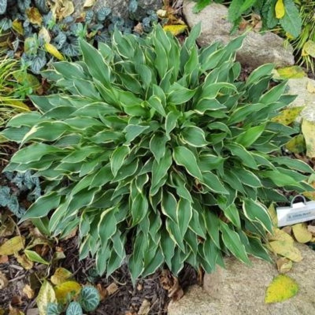 Hosta Little Devil