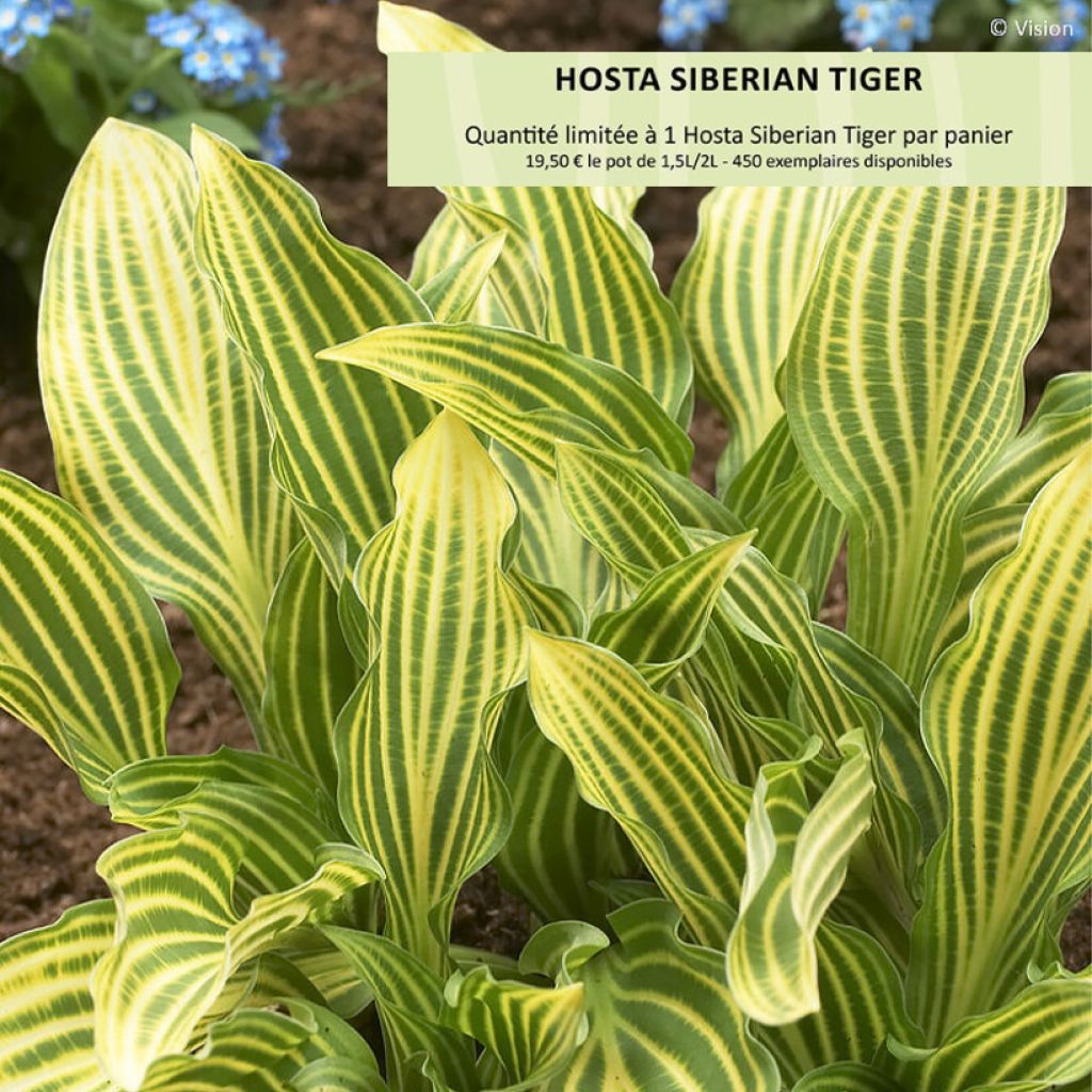 Hosta  Siberian Tiger