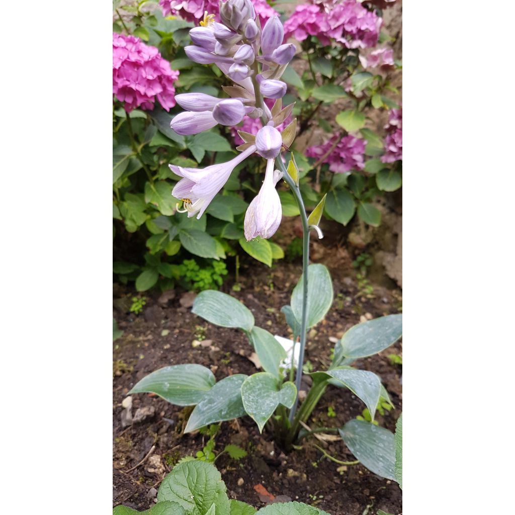 Hosta tardiana Halcyon - Blue Hosta