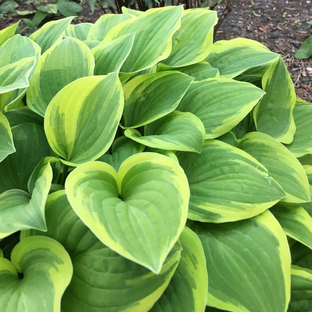 Hosta  The King