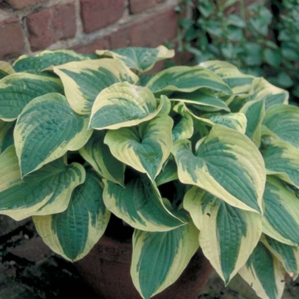 Hosta Wide Brim