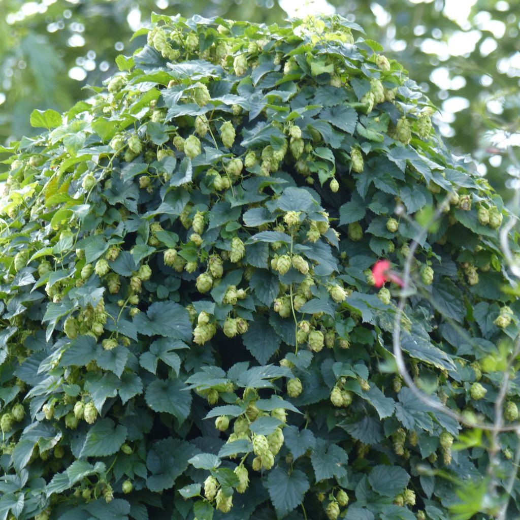 Humulus lupulus - Common Hop