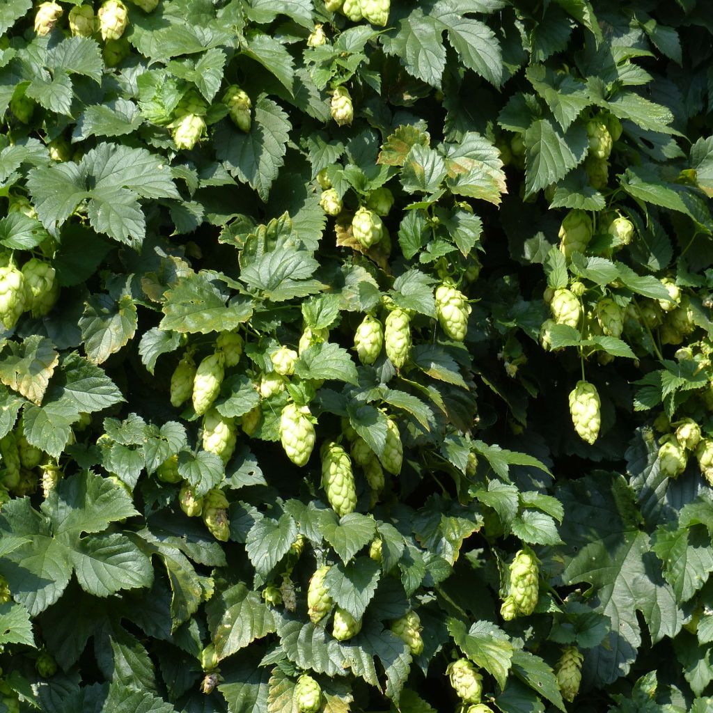 Humulus lupulus - Common Hop