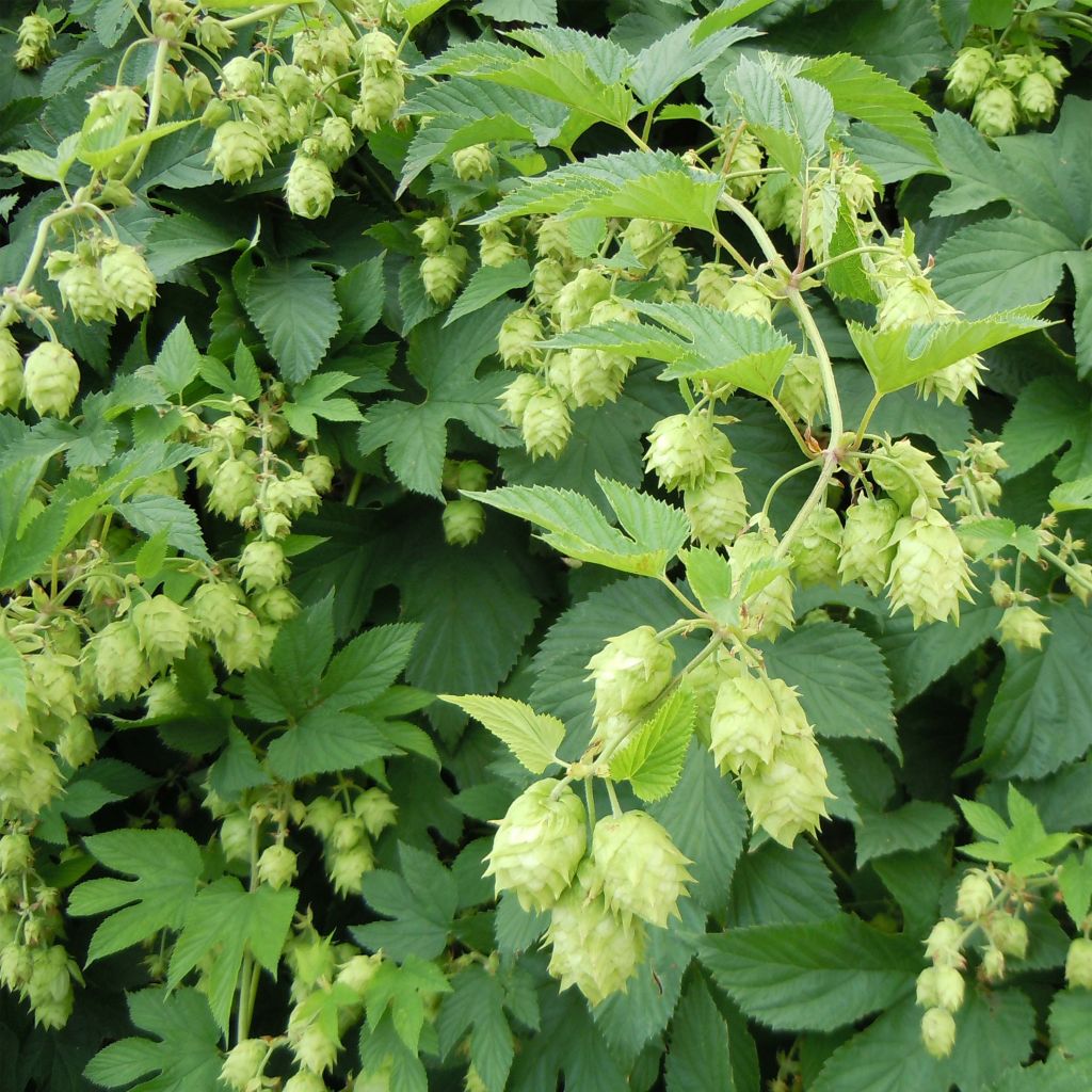 Humulus lupulus - Common Hop