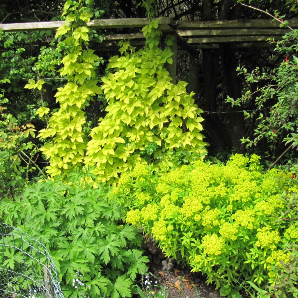 Humulus lupulus Aureus