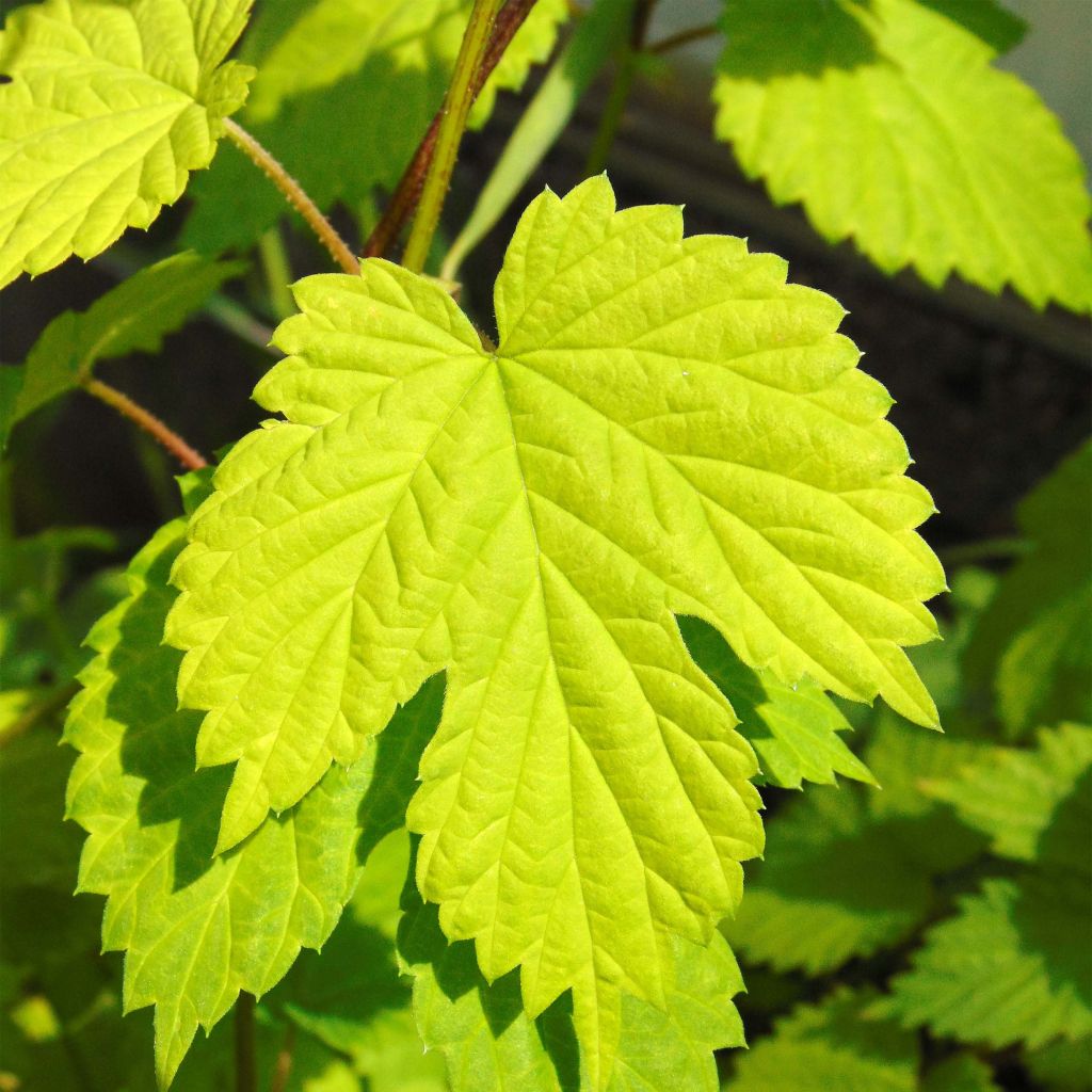 Humulus lupulus Aureus