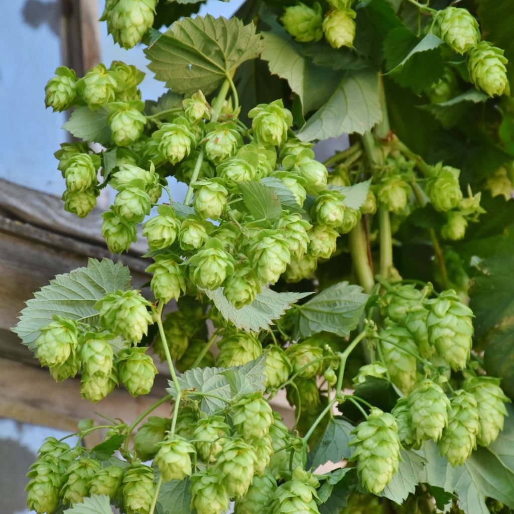 Humulus lupulus Magnum - Common Hop