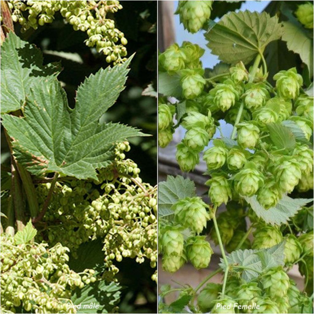 Humulus lupulus Magnum - Common Hop