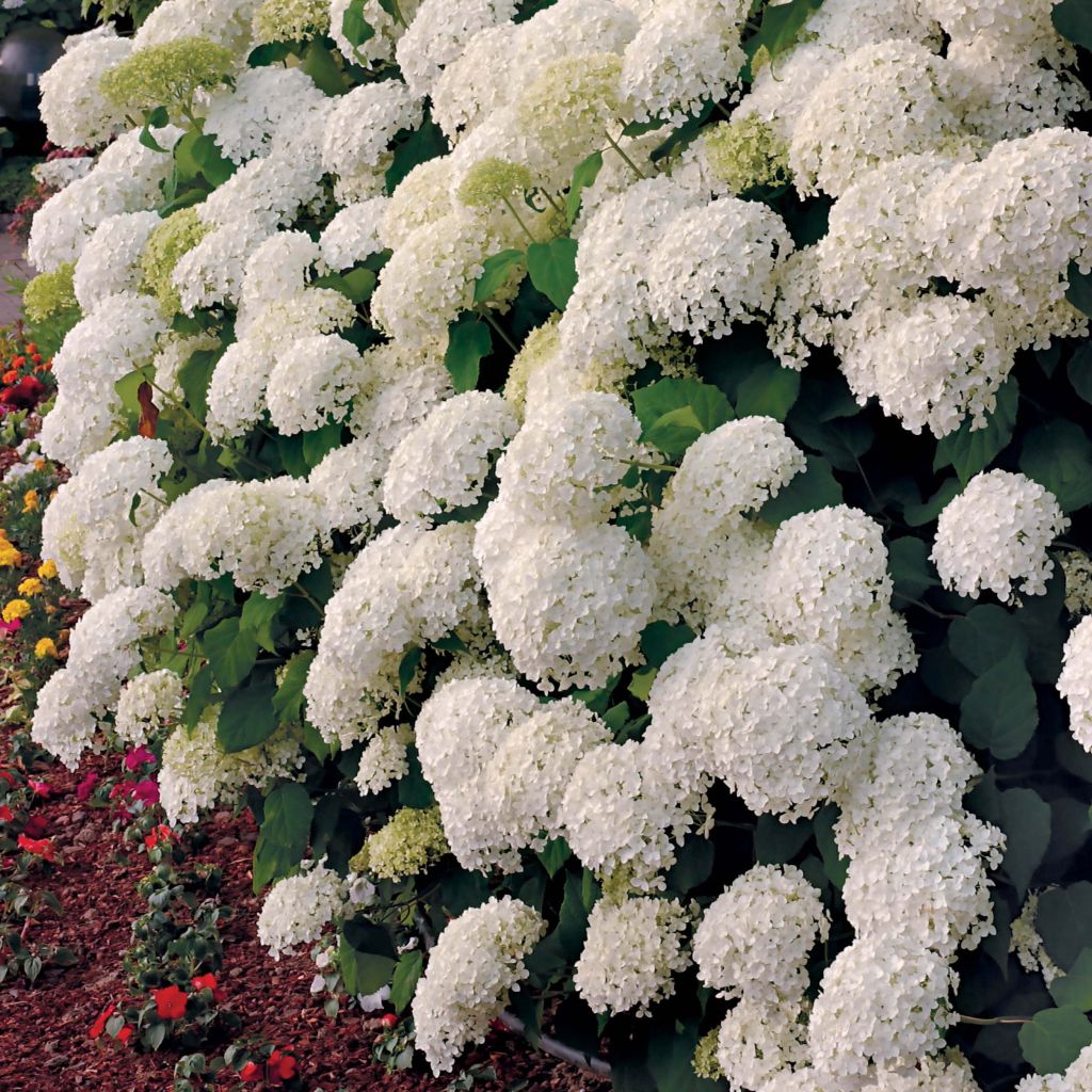 Hydrangea arborescens Annabelle