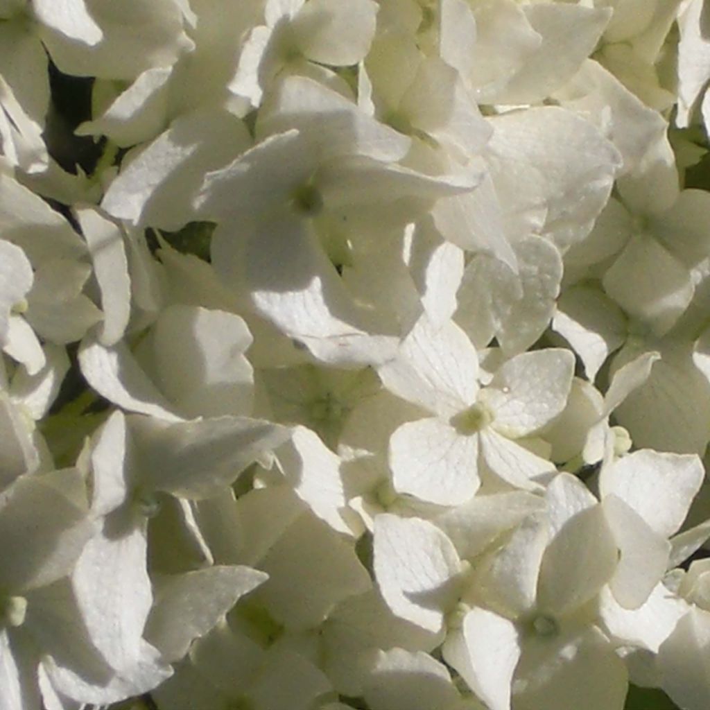 Hydrangea arborescens Annabelle