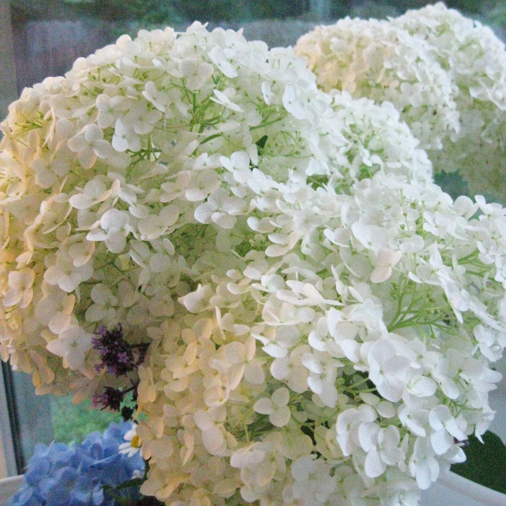 Hydrangea arborescens Annabelle