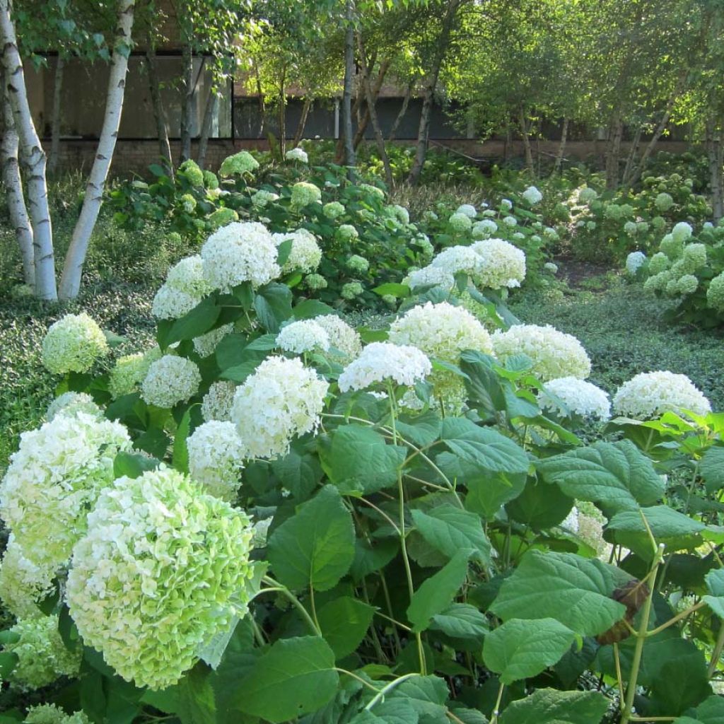 Hydrangea arborescens Annabelle