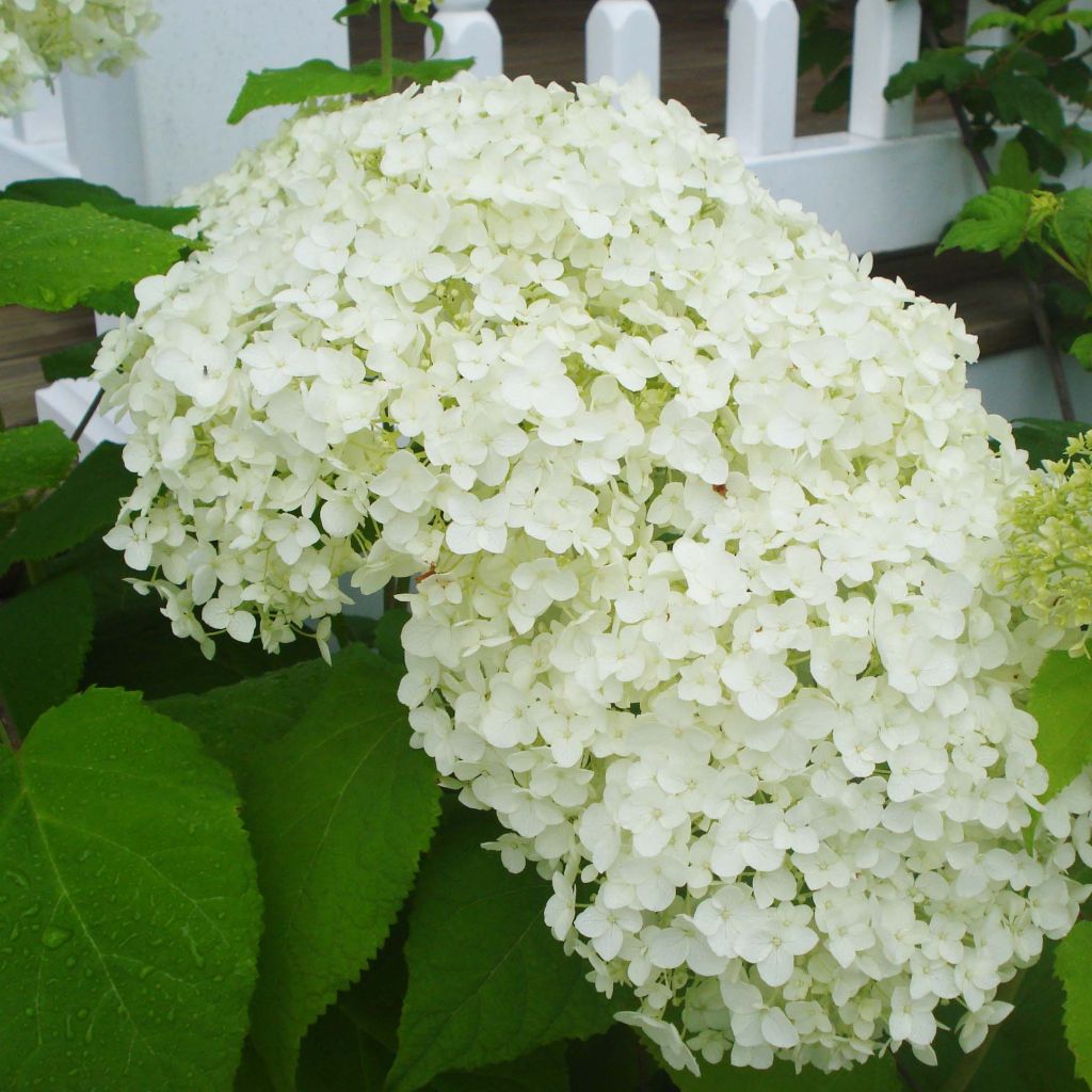 Hydrangea arborescens Annabelle